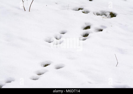 Tracce di coniglio nella neve Foto Stock