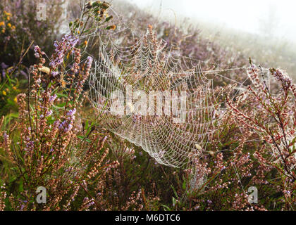 Presto la mattina nebbiosa gocce di rugiada su selvatici di montagna prato erboso con wild lilac heather fiori e spider web. Foto Stock