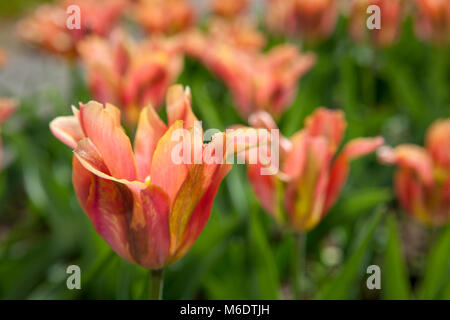 'Artista' Viridiflora Tulip, Viridifloratulpan (Tulipa gesneriana) Foto Stock