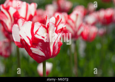 "Estella Rijnveld' pappagallo Tulip, Papegoya tulpan (Tulipa gesneriana) Foto Stock