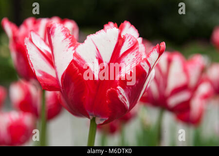 "Estella Rijnveld' pappagallo Tulip, Papegoya tulpan (Tulipa gesneriana) Foto Stock