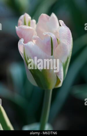 'China Town' Viridiflora Tulip, Viridifloratulpan (Tulipa gesneriana) Foto Stock