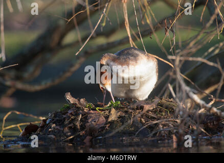 Svasso maggiore (Podiceps cristatus), edificio nido galleggiante, Regents Park, London, Regno Unito Foto Stock