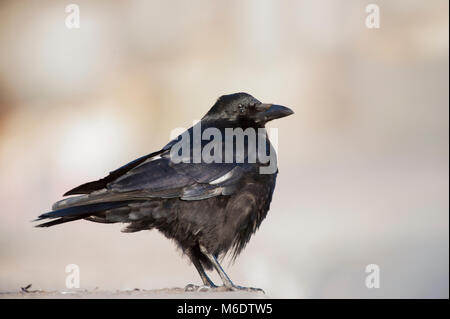 Carrion Crow, (Corvus corone), mostrando leucism in piume, in piedi sul suolo in inverno, Regents Park, London, Regno Unito Foto Stock