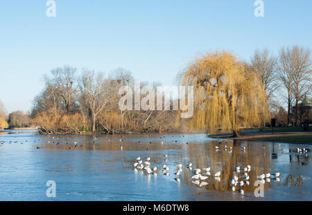 Regents Park in inverno con Black-Headed Gabbiani, (Chroicocephalus ridibundus), sul lago ghiacciato, London, Regno Unito Foto Stock