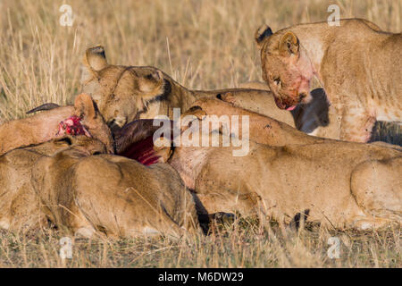 Orgoglio dei Leoni alimentare sulla preda (gnu) nella savana, godendo di carni fresche, di sangue e di mosche è tutta la loro pelliccia, Ottobre 2017 - Masai Mara, Kenya, Foto Stock