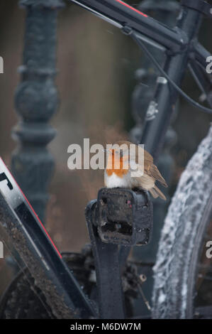 Unione Robin o eurasian robin (Erithacus rubecula), arroccato sul pedale di bicicletta durante l'inverno, Regents Park, London, Regno Unito Foto Stock