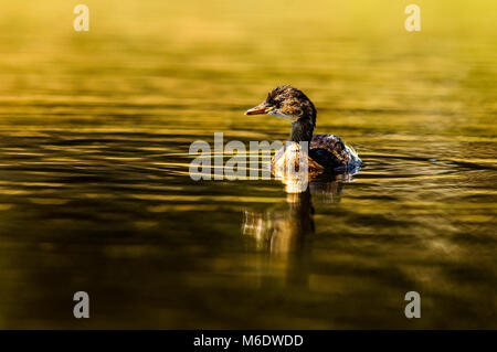 Poco Grebler (tachybatus ruficollis) nuotare in un stagno Foto Stock