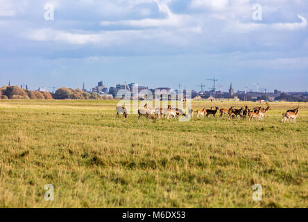 Wild fauna irlandese, una mandria di cervi selvatici che vagano e pascolare nel Phoenix Park di Dublino, Irlanda Foto Stock