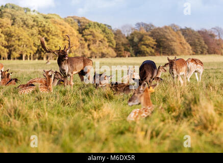 Wild fauna irlandese, una mandria di cervi selvatici che vagano e pascolare nel Phoenix Park di Dublino, Irlanda Foto Stock