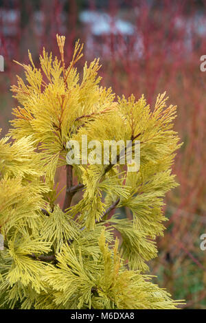 Calocedrus decurrens 'Berrima Oro'. Incenso cedro 'Berrima oro. A crescita lenta colonnari di conifera albero. Regno Unito Foto Stock