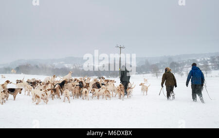 I north cotswolds cacciano i hounds che sono camminati fuori nella campagna nella neve d'inverno. Broadway, Cotswolds, Worcestershire, Inghilterra Foto Stock