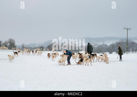 I north cotswolds cacciano i hounds che sono camminati fuori nella campagna nella neve d'inverno. Broadway, Cotswolds, Worcestershire, Inghilterra Foto Stock