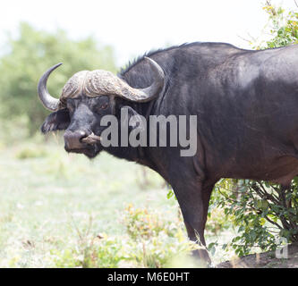 Bufalo africano Foto Stock