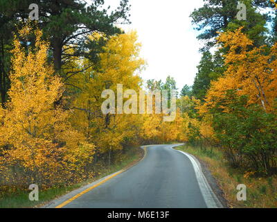 Autunno Aspens su una strada tortuosa Foto Stock