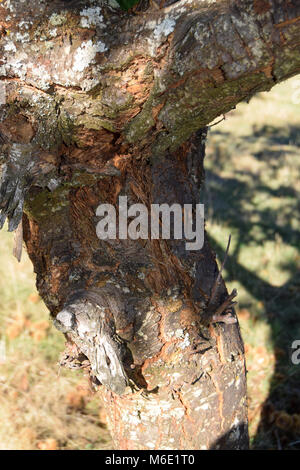 Castagno malattia cancro diffondendo in Europa Foto Stock