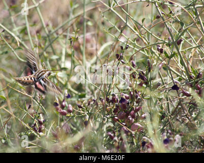 White-Lined Sphinx Moth, Hyles lineata. Foto Stock