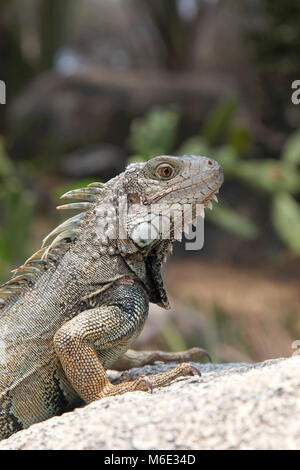 Iguana seduto su una roccia in campagna, Aruba, dei Caraibi. Foto Stock