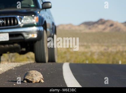 Deserto tartaruga (Gopherus agassizii); attraversamento stradale. Foto Stock