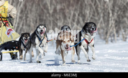 Esecuzione di Alaskan Sled Dog team. La Kamchatka Sled Dog Race Beringia, Russo tazza di Sled Dog Racing (neve discipline) Foto Stock