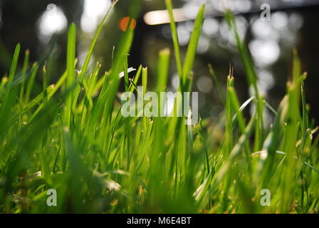 Bella e soleggiata erba! Questa foto è stata scattata in un campo di St. Albert, Alberta, Canada nella primavera del 2017. Foto Stock