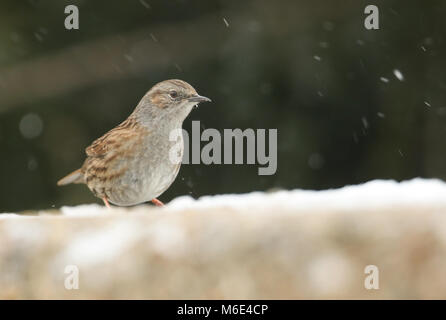 Un grazioso Dunnock (Prunella modularis) ricerca in giro per il cibo in una tempesta di neve. Foto Stock