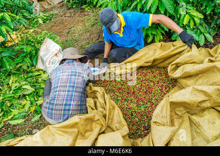 Coltivatore di caffè caffè raccolta ciliegia, Baoloc, Lamdong, Vietnam Foto Stock