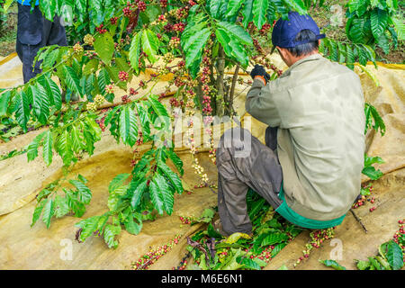 Coltivatore di caffè caffè raccolta ciliegia, Baoloc, Lamdong, Vietnam Foto Stock