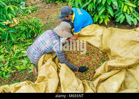 Coltivatore di caffè caffè raccolta ciliegia, Baoloc, Lamdong, Vietnam Foto Stock