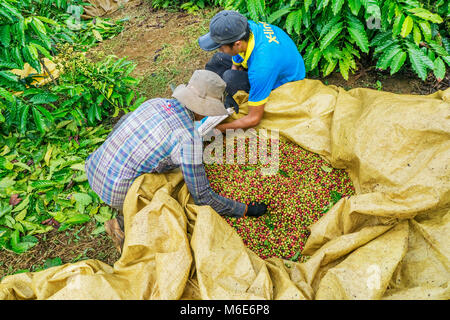 Coltivatore di caffè caffè raccolta ciliegia, Baoloc, Lamdong, Vietnam Foto Stock