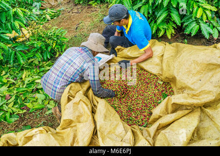 Coltivatore di caffè caffè raccolta ciliegia, Baoloc, Lamdong, Vietnam Foto Stock