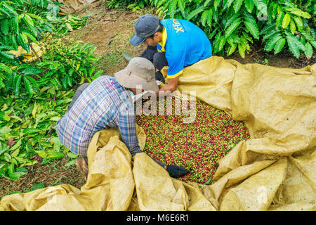 Coltivatore di caffè caffè raccolta ciliegia, Baoloc, Lamdong, Vietnam Foto Stock