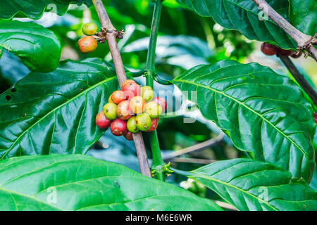 I chicchi di caffè su albero in fattoria, Baoloc, Lamdong, Vietnam Foto Stock