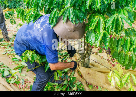 Coltivatore di caffè caffè raccolta ciliegia, Baoloc, Lamdong, Vietnam Foto Stock