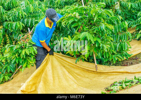 Coltivatore di caffè caffè raccolta ciliegia, Baoloc, Lamdong, Vietnam Foto Stock