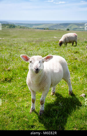 Agnello di pascolare su South Downs hill in rurale Sussex, Inghilterra meridionale, Regno Unito Foto Stock