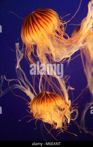 Meduse galleggianti nell'acqua Foto Stock