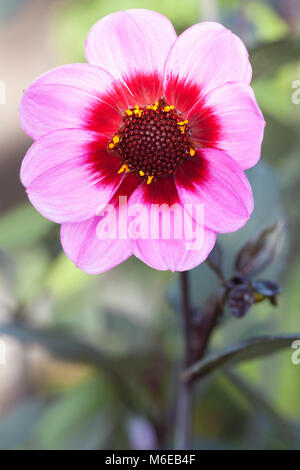 Dahlia 'felice occhiolino singolo' Foto Stock