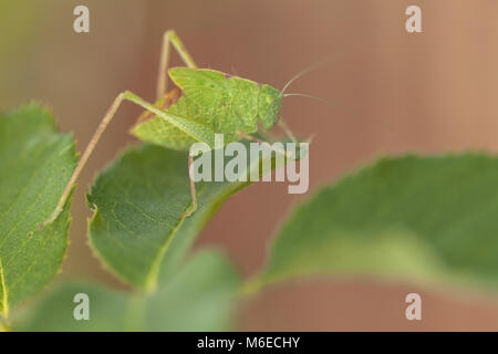 Una forcella di teenager-tailed bush katydid (Scudderia furcata) camouflage tra le foglie di rose. Foto Stock