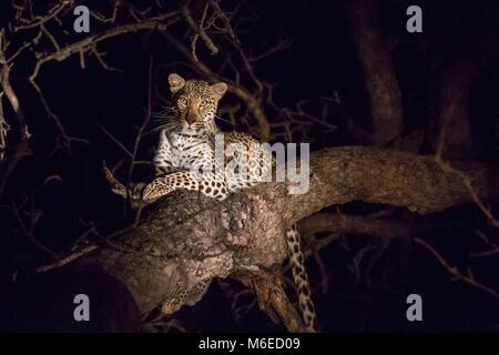 Un grande maschio leopard in appoggio sul ramo di un albero di notte di guardare direttamente la telecamera a Kapama, Sud Africa Foto Stock
