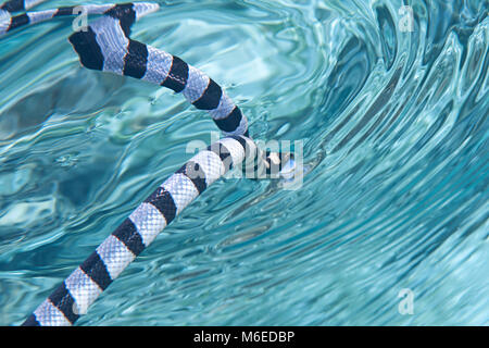 Deboli di mare nastrati serpente o belcher mare snake ( Hydrophis belcheri )nuoto alla superficie dell'acqua per respirare aria fresca, Bali, Indonesia Foto Stock