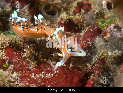 Tanto desiderata flabellina o desiderabile flabellina ( Flabellina exoptata ) strisciando sulla barriera corallina di Bali, Indonesia Foto Stock