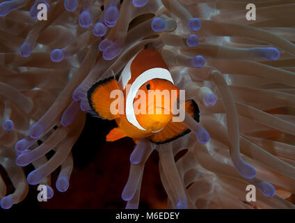 Ocellaris clownfish ( Aphiprion ocellaris ) o false clown anemonefish shelter stesso tra i tentacoli velenosi di una magnifica Heteractis Foto Stock