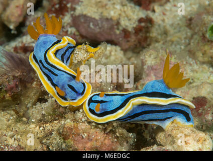 Due di Anna magnifico slug ( Chromodoris annae ) nudibranch strisciando sui coralli di Bali, Indonesia Foto Stock