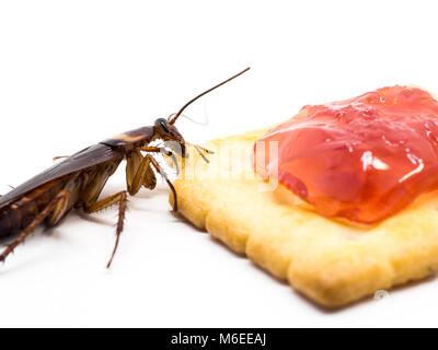 Close up scarafaggio sul pane integrale con la marmellata. Gli scarafaggi sono portatori della malattia. Foto Stock