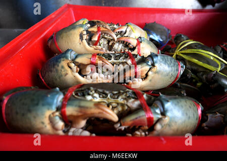 Granchi freschi sono legati in un raccoglitore rosso nel mercato. Fresca e deliziosa.le grandi chele di granchi. I granchi sono adatti alla cottura. Si tratta di un buon feltro greggio Foto Stock