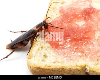 Close up scarafaggio sul pane integrale con marmellata di rosso.scarafaggio mangiare pane integrale su sfondo bianco(isolato sullo sfondo). Scarafaggi sono Foto Stock