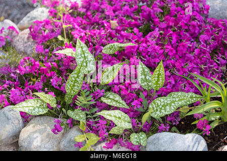 'Moerheimii' Creeping phlox, Mossflox (Phlox subulata) Foto Stock