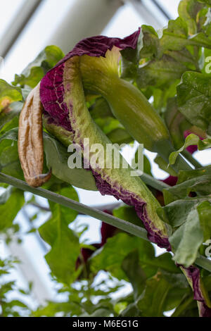 Comune, dracunculus Drakkalla (Dracunculus vulgaris) Foto Stock