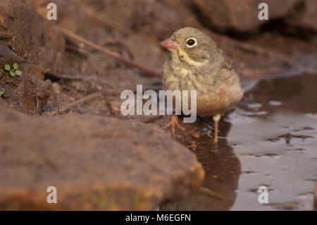 Ortolano, balneazione nel fiume, (Emberiza hortulana) Foto Stock